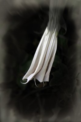 dying datura