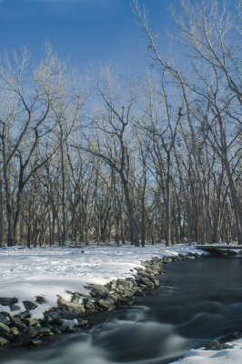 trees and stream