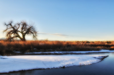 tree