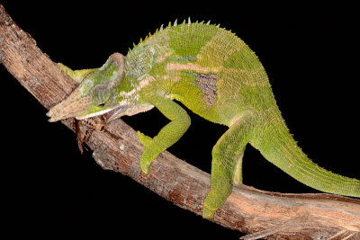 Fischer's Chameleon - Bradypodion fischeri