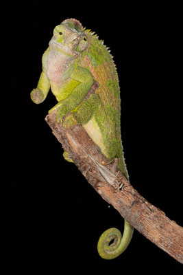 Fischer's Chameleon - Bradypodion fischeri