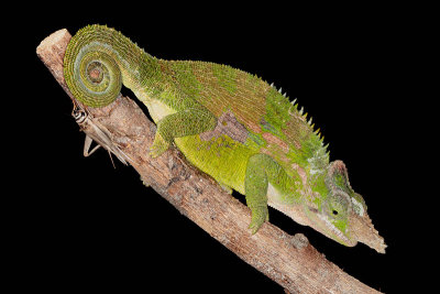 Fischer's Chameleon - Bradypodion fischeri