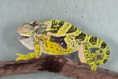 Fischer's Chameleon - Bradypodion fischeri