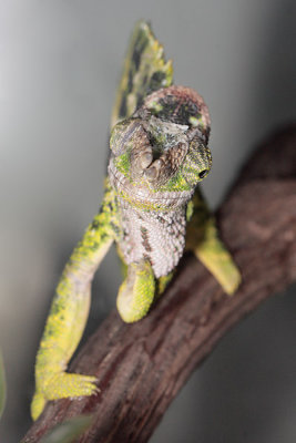 Fischer's Chameleon - Bradypodion fischeri
