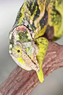 Fischers Chameleon - Bradypodion fischeri