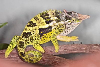 Fischer's Chameleon - Bradypodion fischeri
