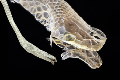 Smooth Earthsnake sheds
