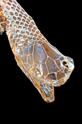 Smooth Earthsnake shed