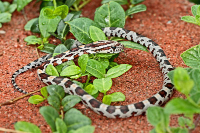 Milksnake