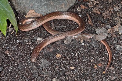 Wormsnake