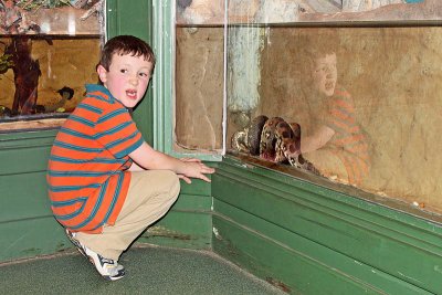 Jacksonville Zoo - Anaconda eating rat