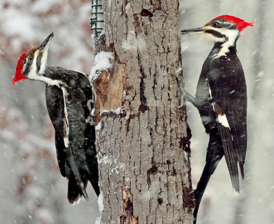 Female Piliated Woodpecker in Snow