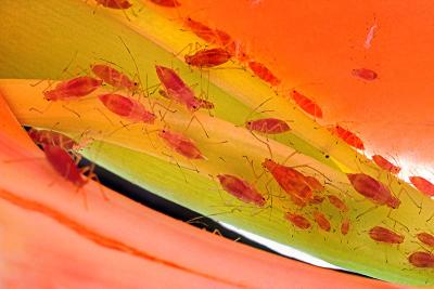 Aphids on Gladiolus