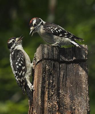 Juvenile Downy Woodpecker