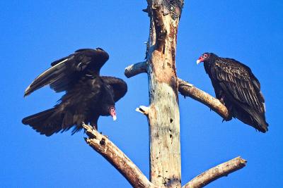 Vultures