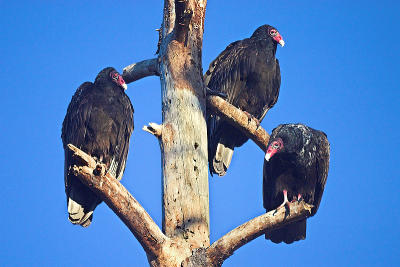 Vultures Level 12 compression