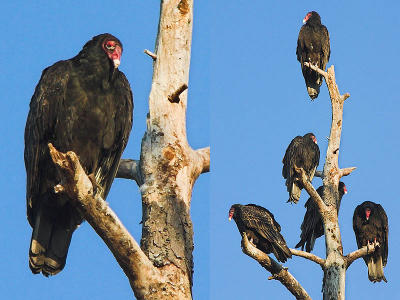 Vultures - Tele-Amatar 400mm