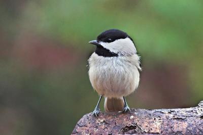 Chickadee
