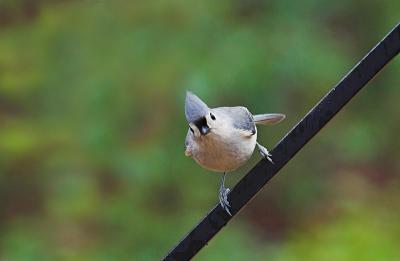 Tufted Titmouse
