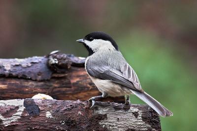 Chickadee