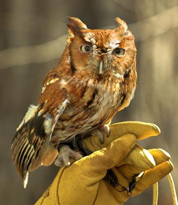 Screech Owl - Red Phase