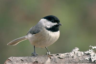 Chickadee