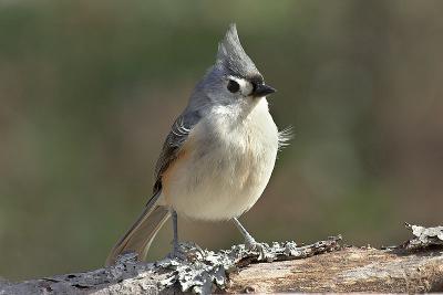 Tufted Titmouse