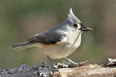 Tufted Titmouse