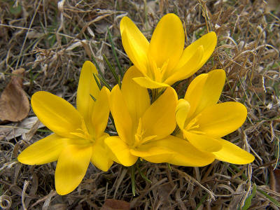 Crocus