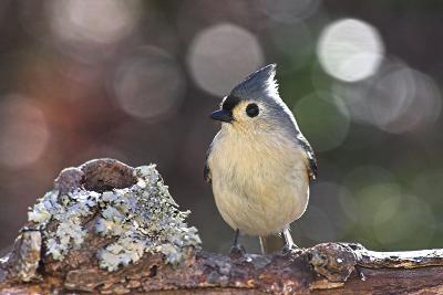 Tufted Titmouse