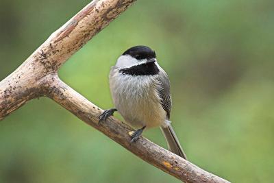 Chickadee