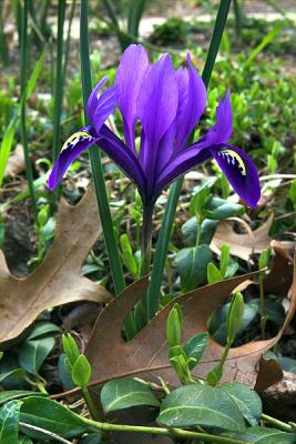 Iris reticulata