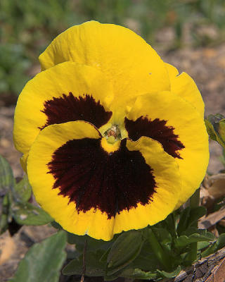 Pansy