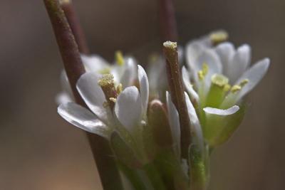 Cardimine hirsuta - Hairy Bittercress