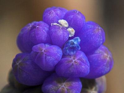 Muscari - Grape Hyacinth