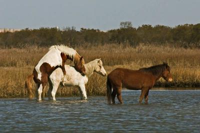 Assateague Island Horses