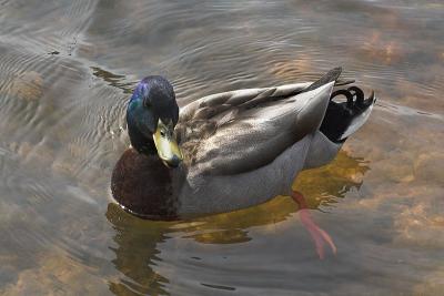 Mallard