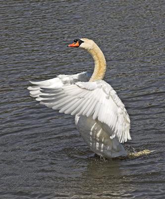 Mute Swan (Cygnus olor)?
