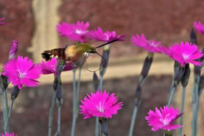 Hummingbird Moth Flyby in the Dianthus