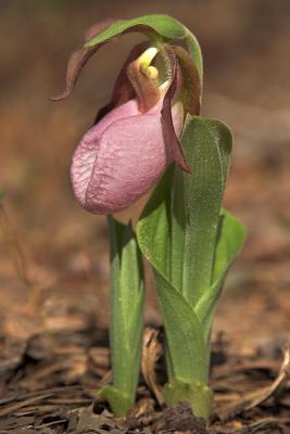 Pink Ladyslipper 2006