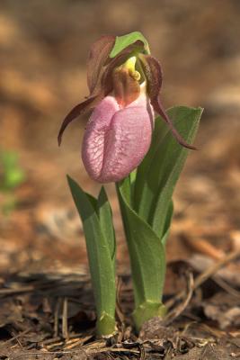 Pink Ladyslipper 2006