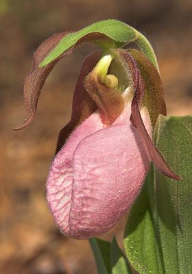 Pink Ladyslipper 2006