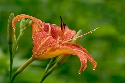 Cultivated Flowers