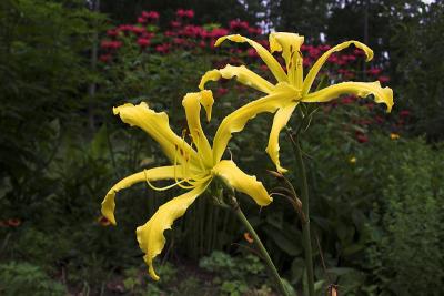 Daylily 'Lacy Marionette'?