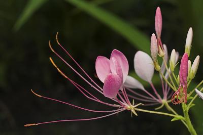 Cleome