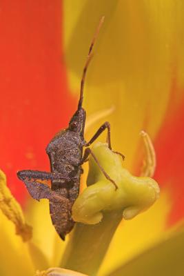 Assassin Bug on Tulip