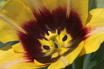 Tulip