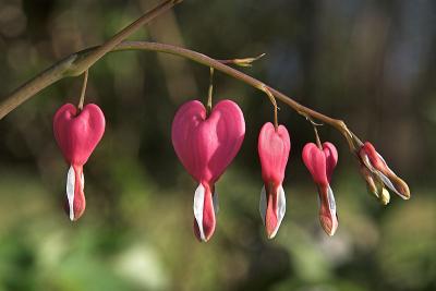 Bleeding Heart