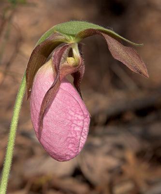 Pink Ladyslipper 2006