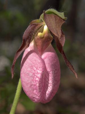 Pink Ladyslipper 2006